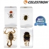 Celestron 3D Bug Specimen Kit #4