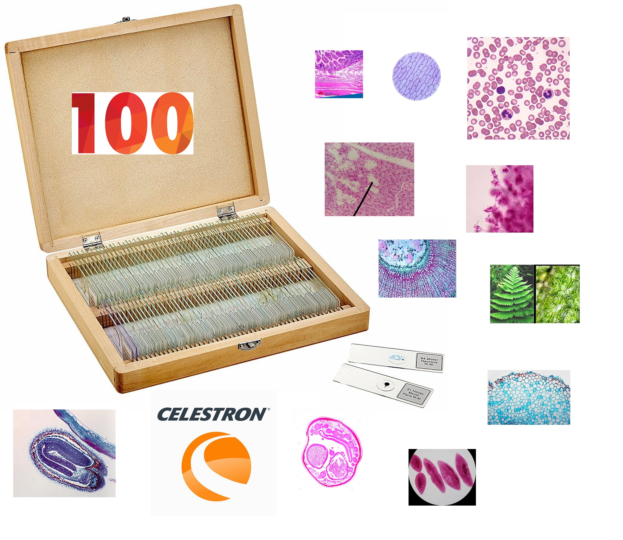 Celestron Prepared Microscope Slides 100 Piece Set